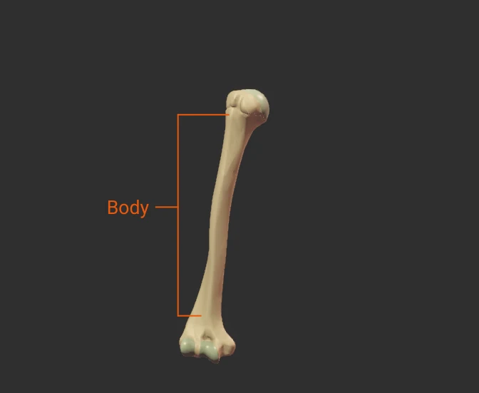 Body - anterior - isolated